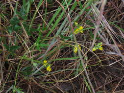 Image of Rhynchosia capensis (Burm. fil.) Schinz