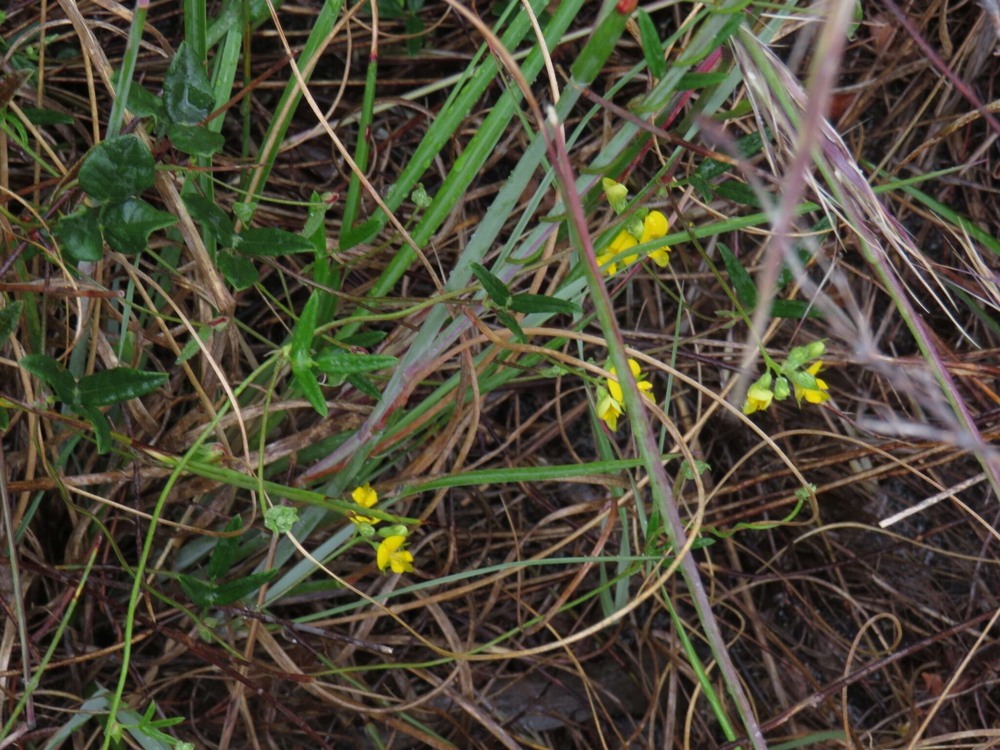 Image of Rhynchosia capensis (Burm. fil.) Schinz