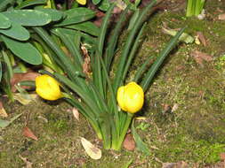 Image of winter daffodil