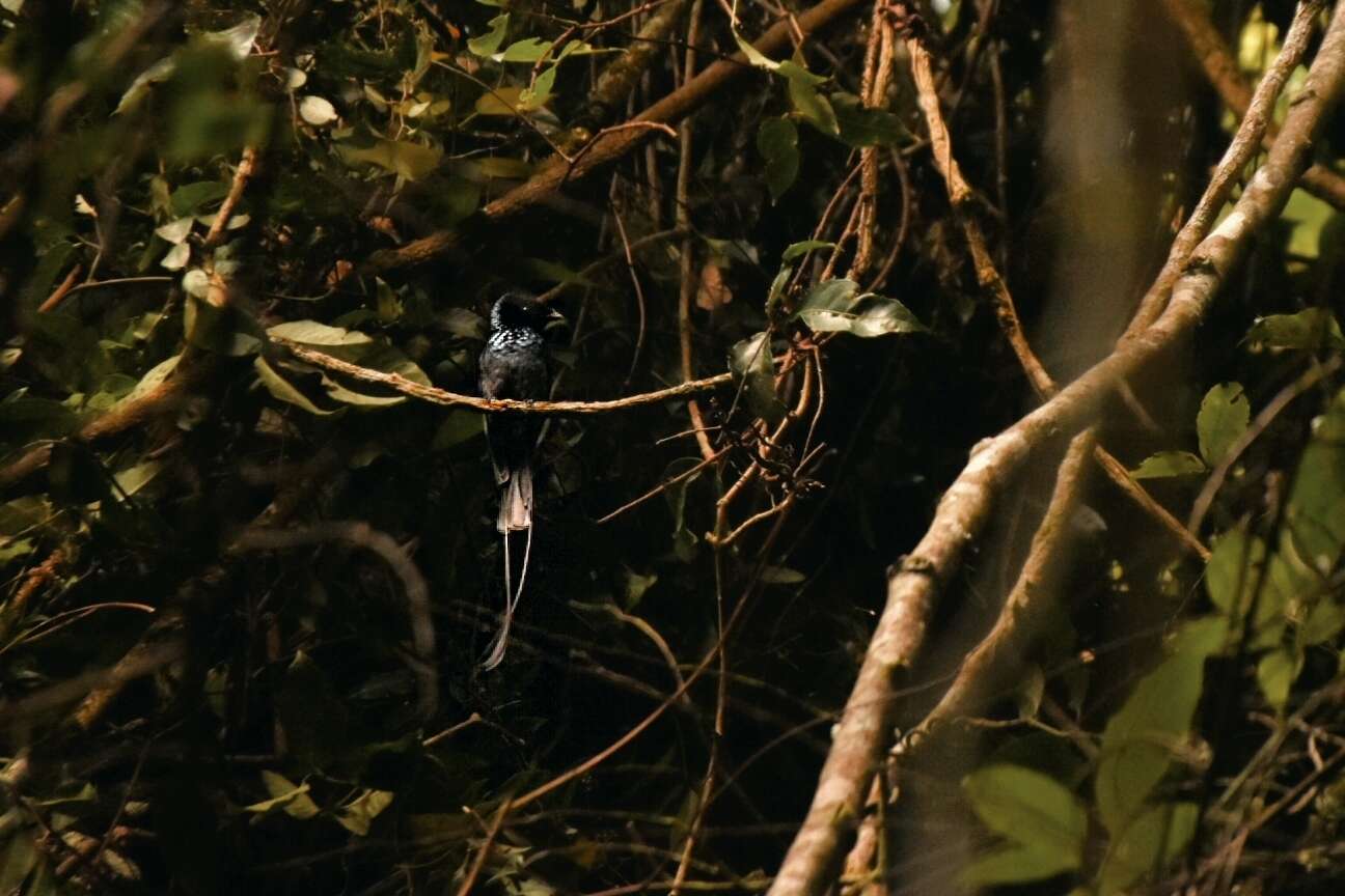 Image of Lesser Racket-tailed Drongo