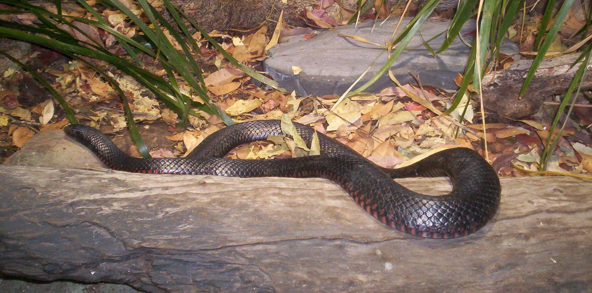 Image of red-bellied black snake