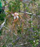 Image de Strophanthus petersianus Klotzsch