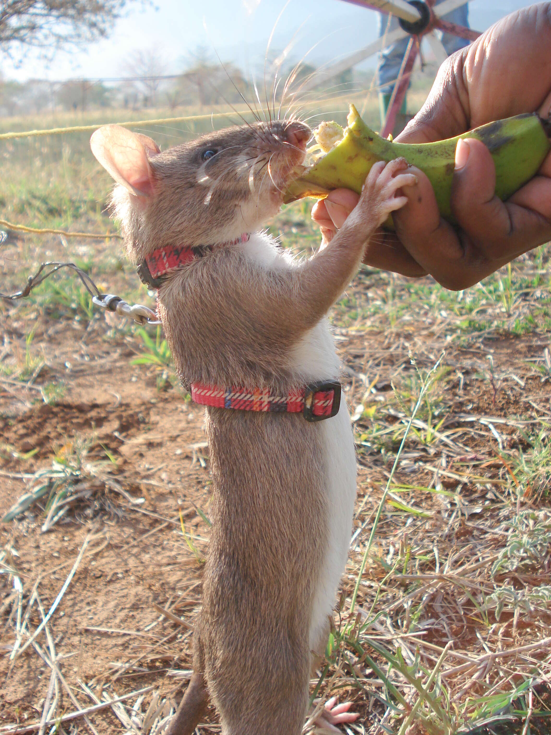 Image of Gambian Rat