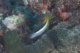 Image of Bicolor Blenny