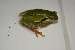 Image of Tree frog