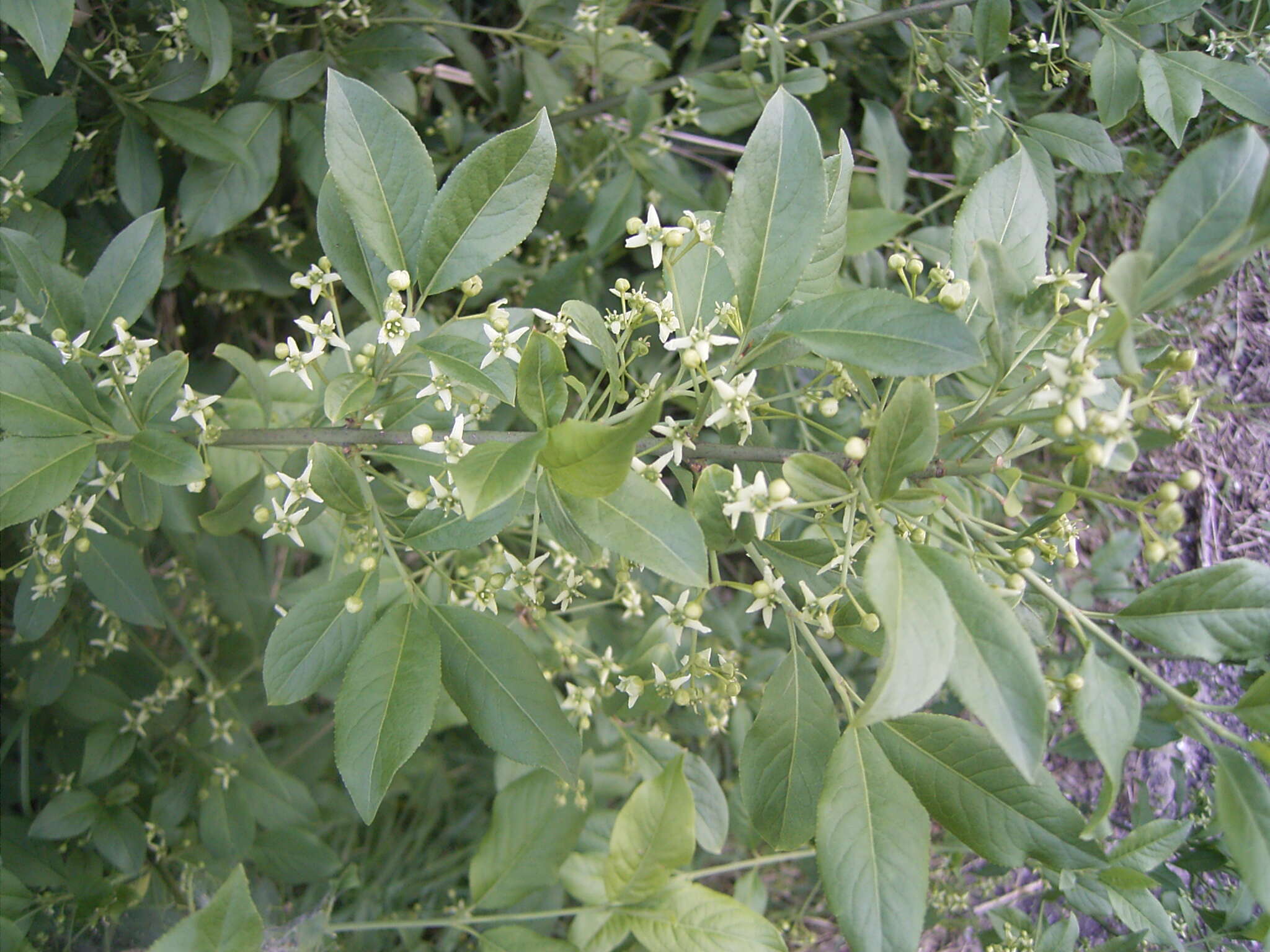 Image of Common spindle tree