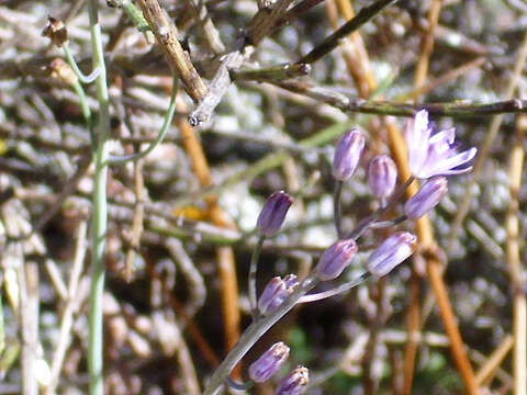 Image of autumn squill