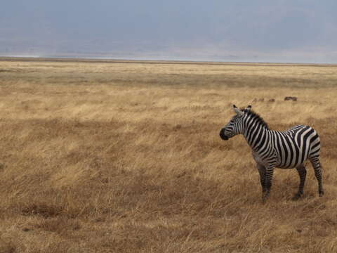 Image of Grant's zebra