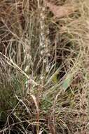 Image of Tassel orchid