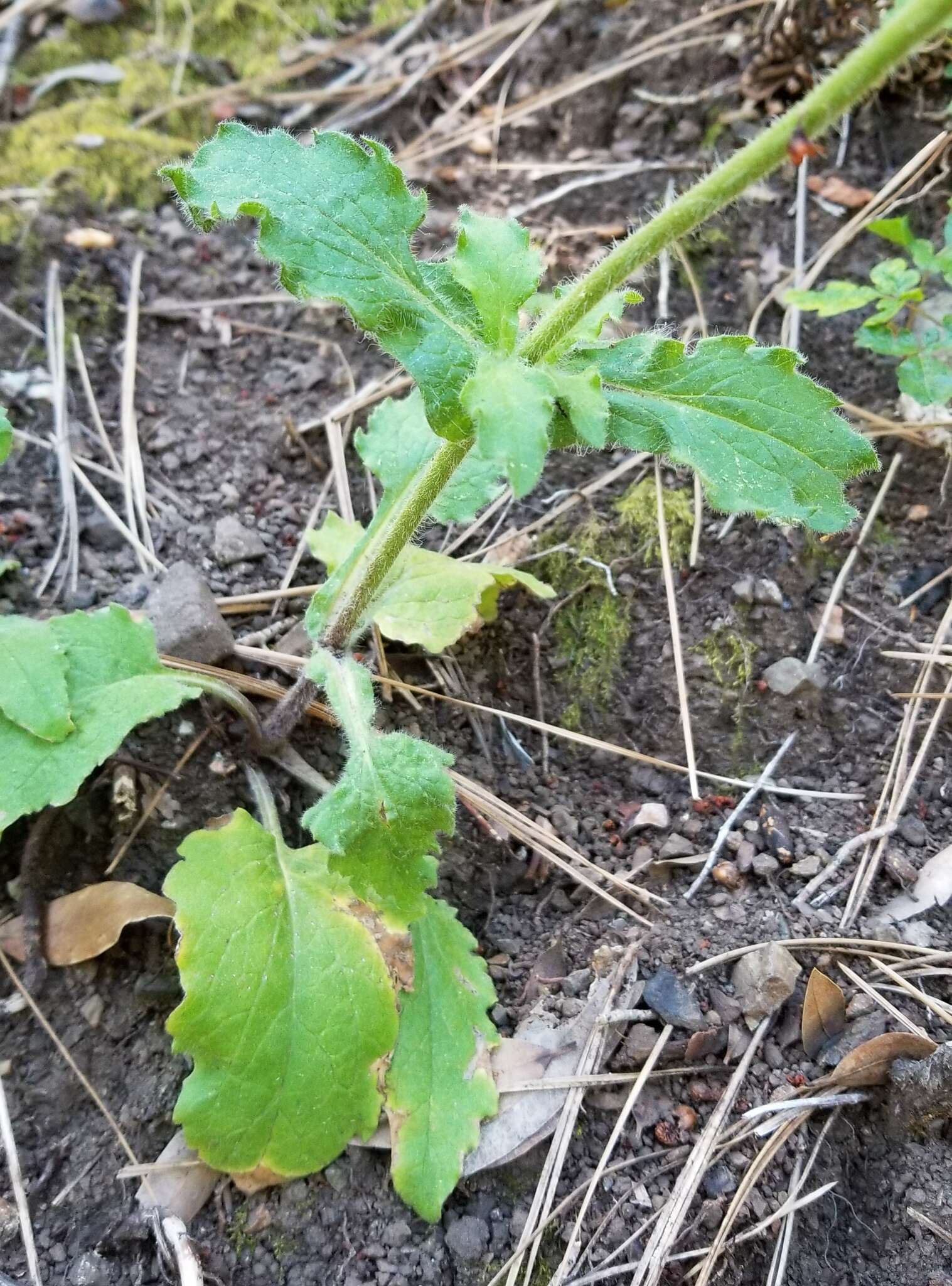 Image of rayless arnica