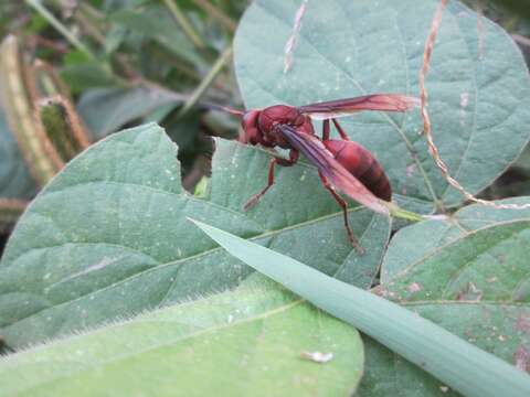 Image of Polistes tenebricosus Lepeletier 1836