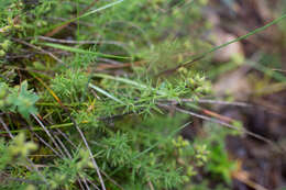 Image of Genista hispanica L.