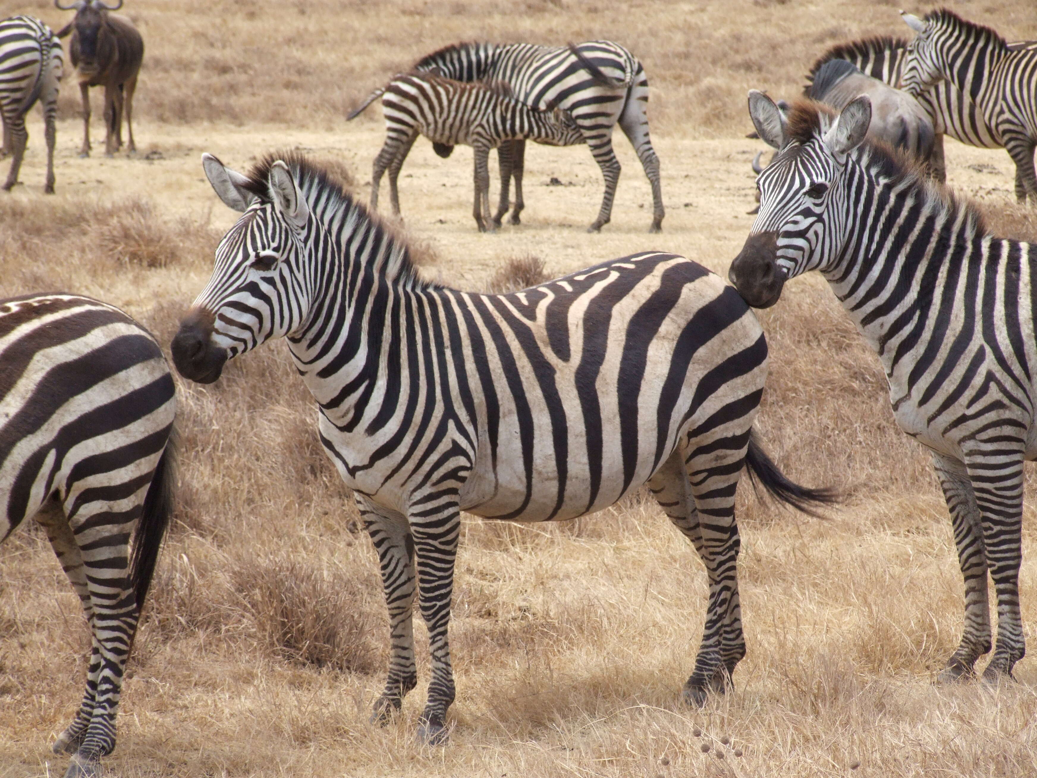 Image of Grant's zebra