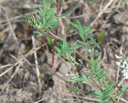 Image of elegant milkvetch