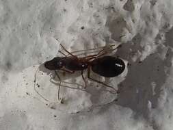 Imagem de Camponotus pilicornis (Roger 1859)