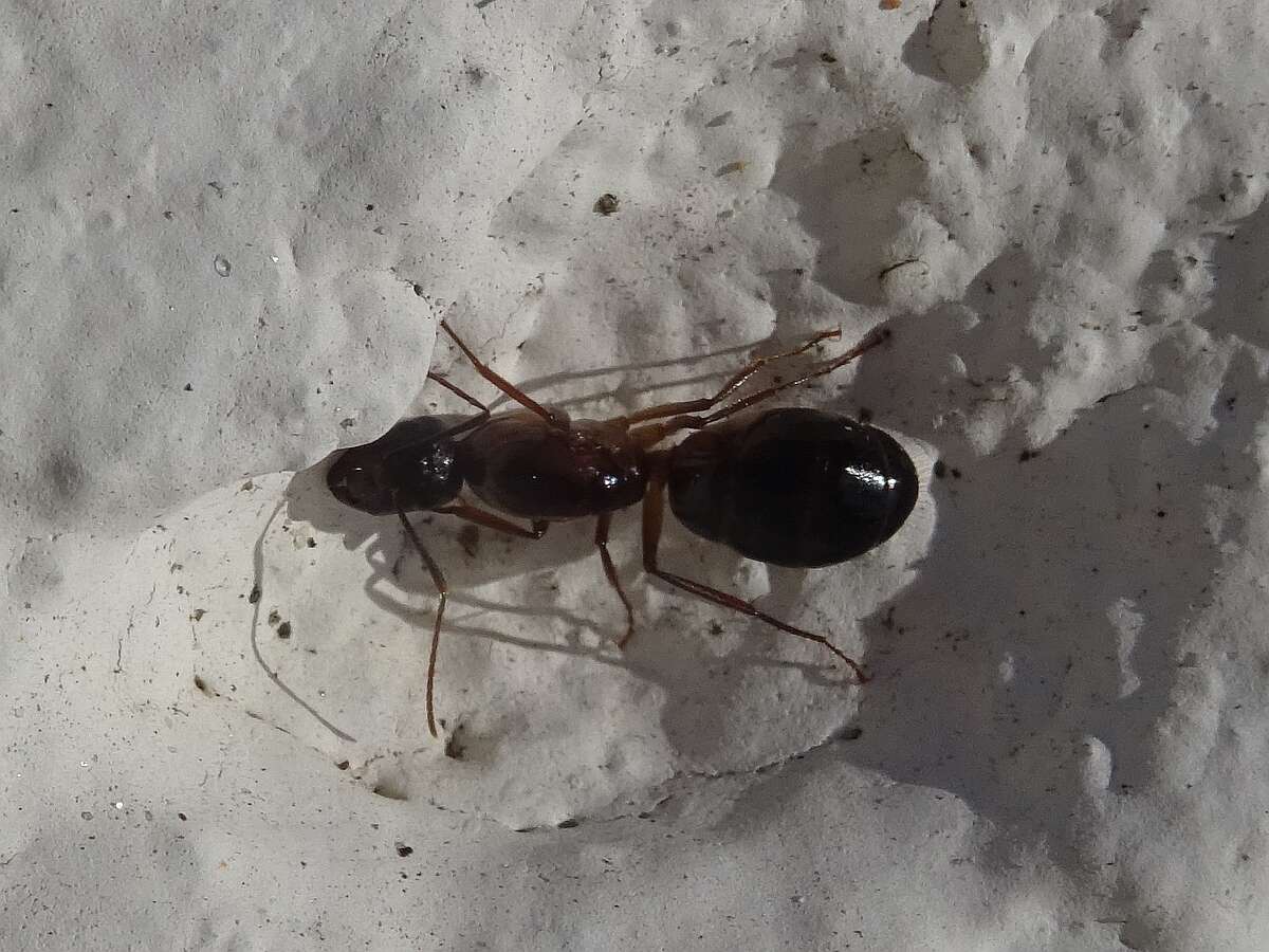 Imagem de Camponotus pilicornis (Roger 1859)