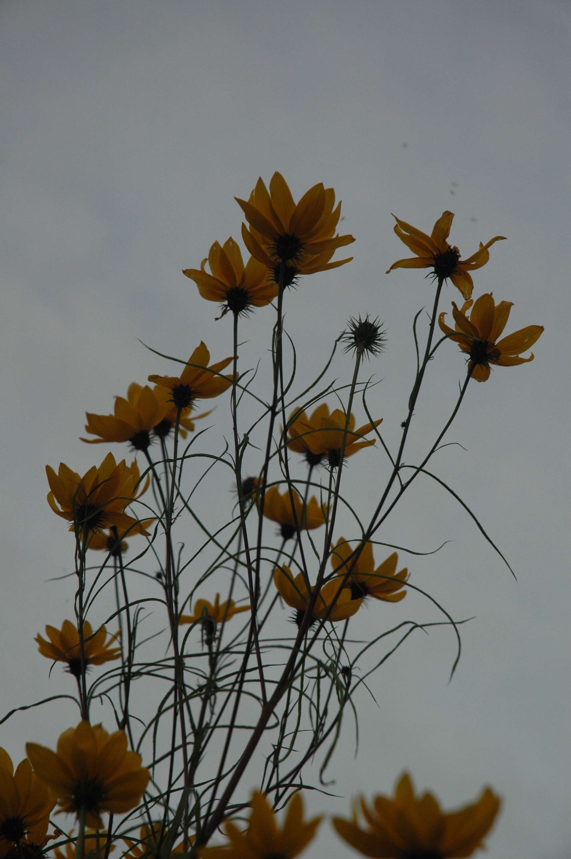 Image of willowleaf sunflower