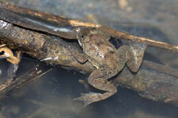 Image of Sumatran Puddle Frog