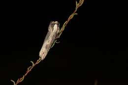 Image of Sword-grass moth