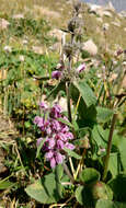 صورة Phlomoides oreophila (Kar. & Kir.) Adylov, Kamelin & Makhm.