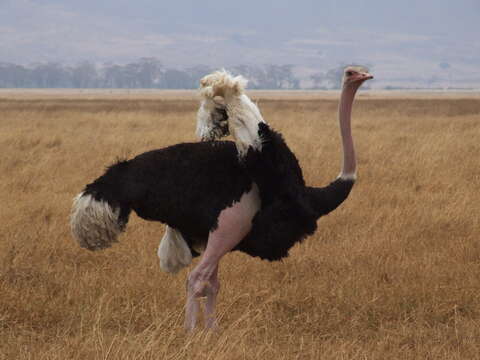 Image of ostriches