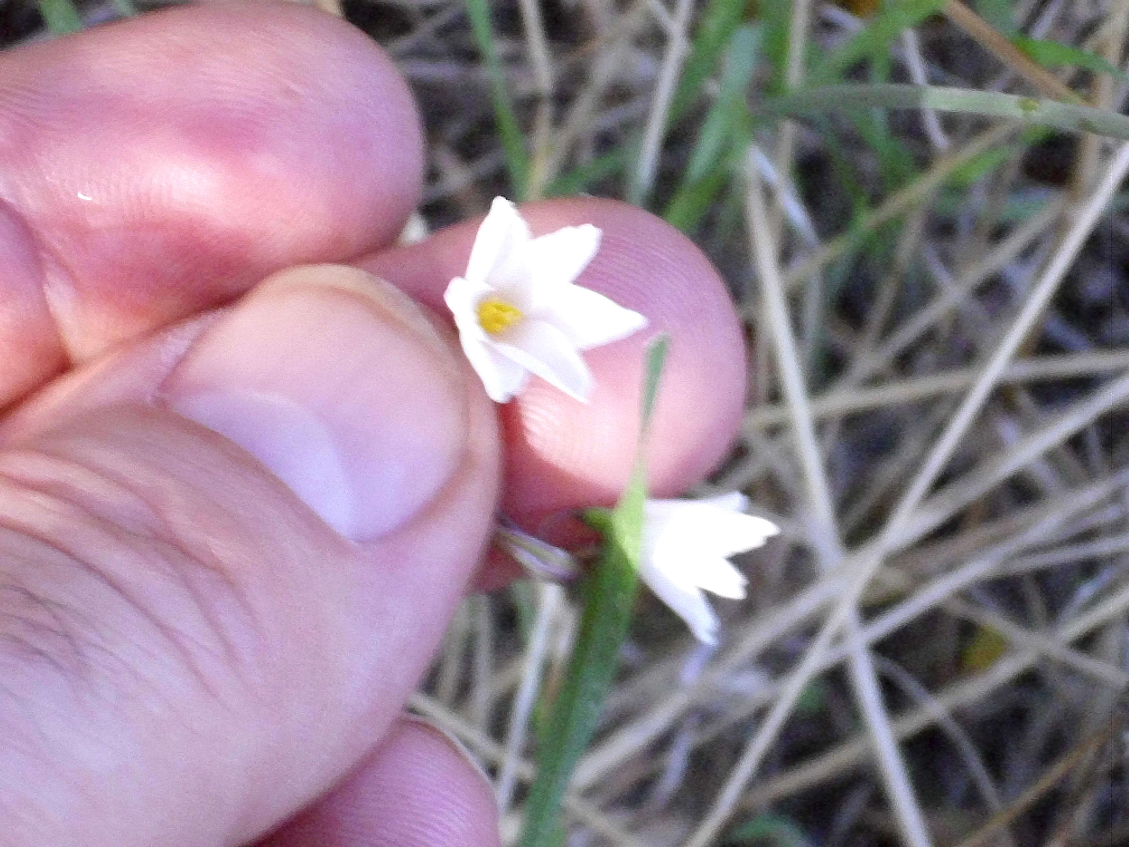 Слика од Acis autumnalis (L.) Sweet