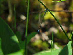 Imagem de Nehalennia gracilis Morse 1895