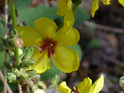 Image of wand mullein