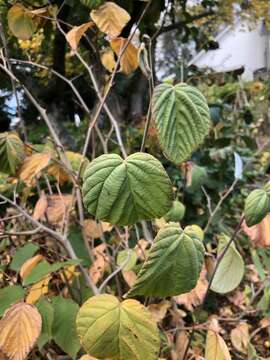 Image of Corylopsis spicata Sieb. & Zucc.