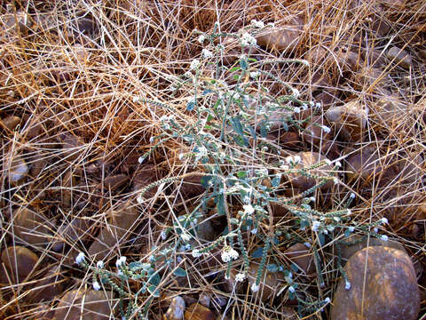 Image of European heliotrope