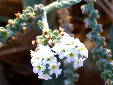 Image of European heliotrope