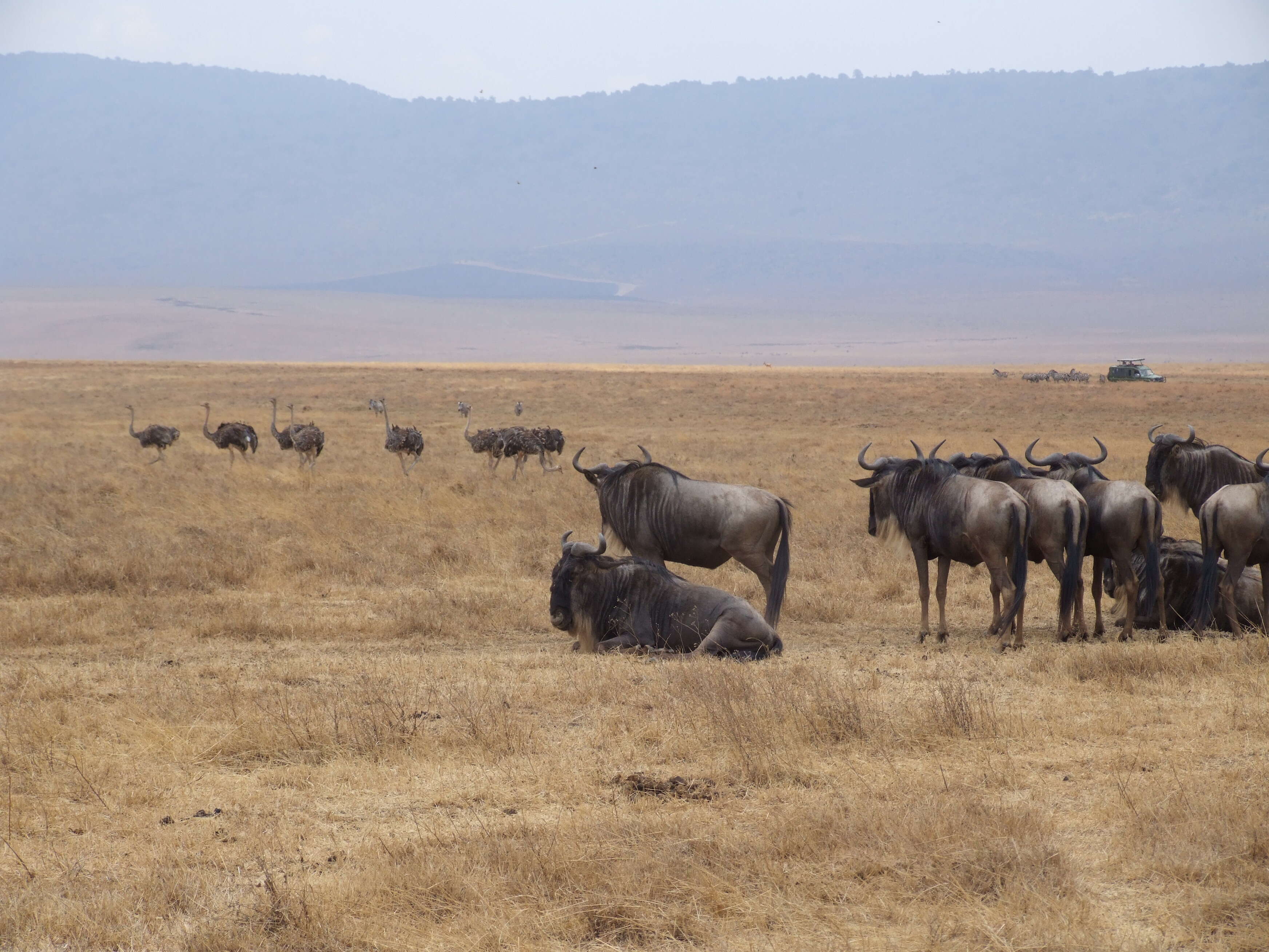 Image of Masai ostrich