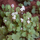 Image de Phacelia filiformis Brand