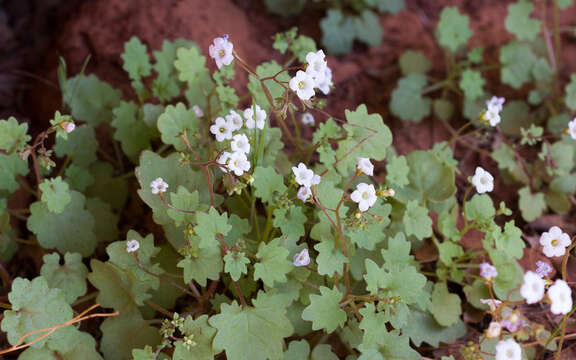 Phacelia filiformis Brand resmi