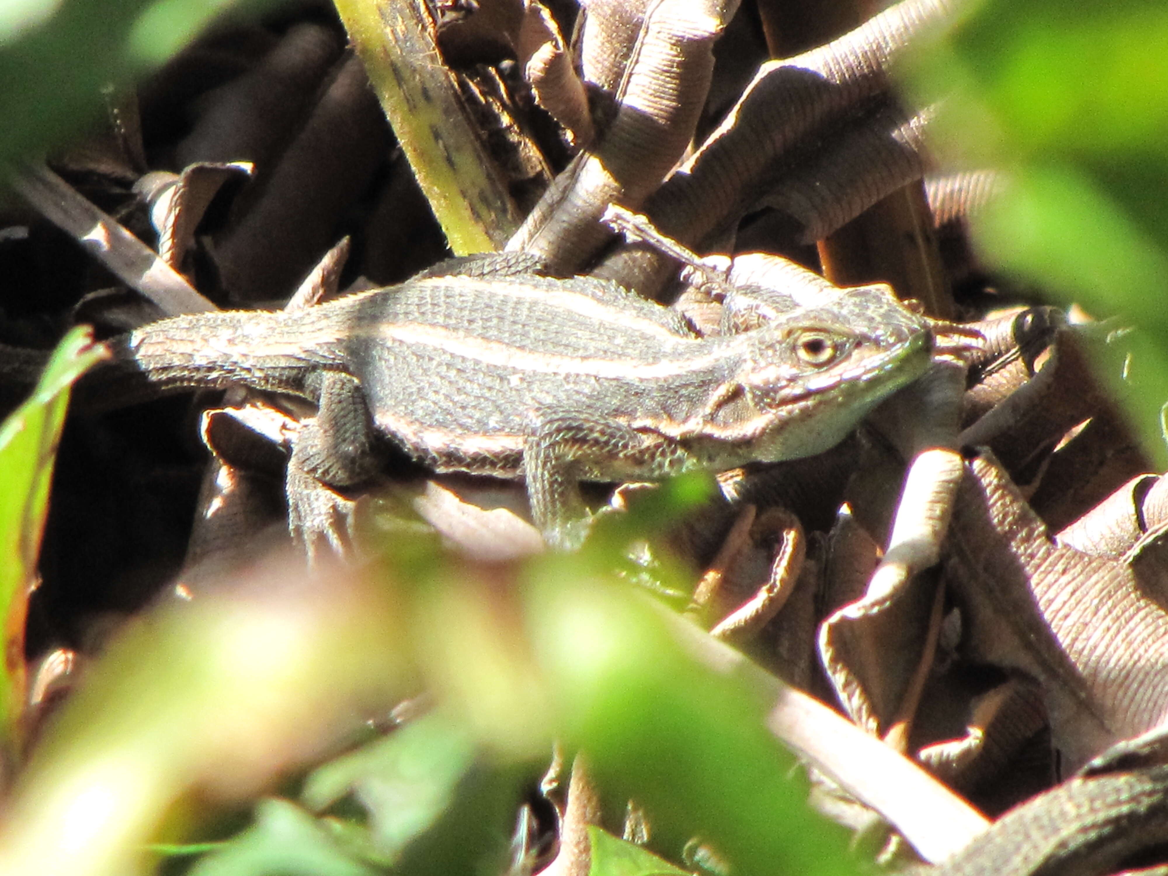 Image of Cyan Tree Iguana