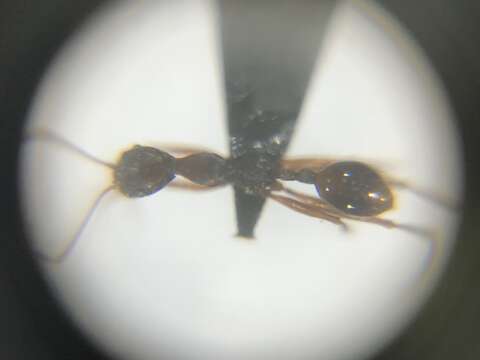 Aphaenogaster takahashii Wheeler 1930的圖片