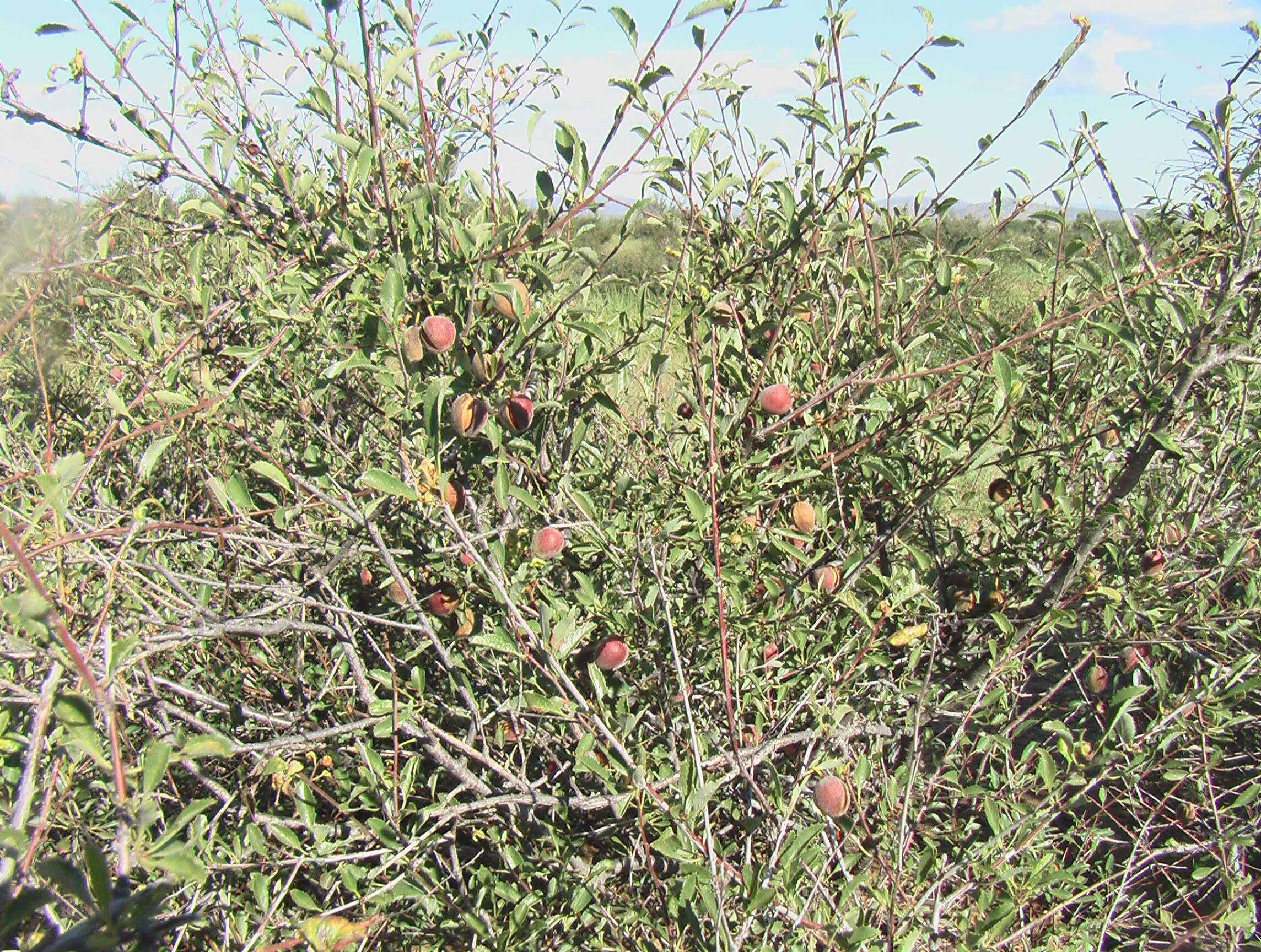 Imagem de Prunus sibirica L.