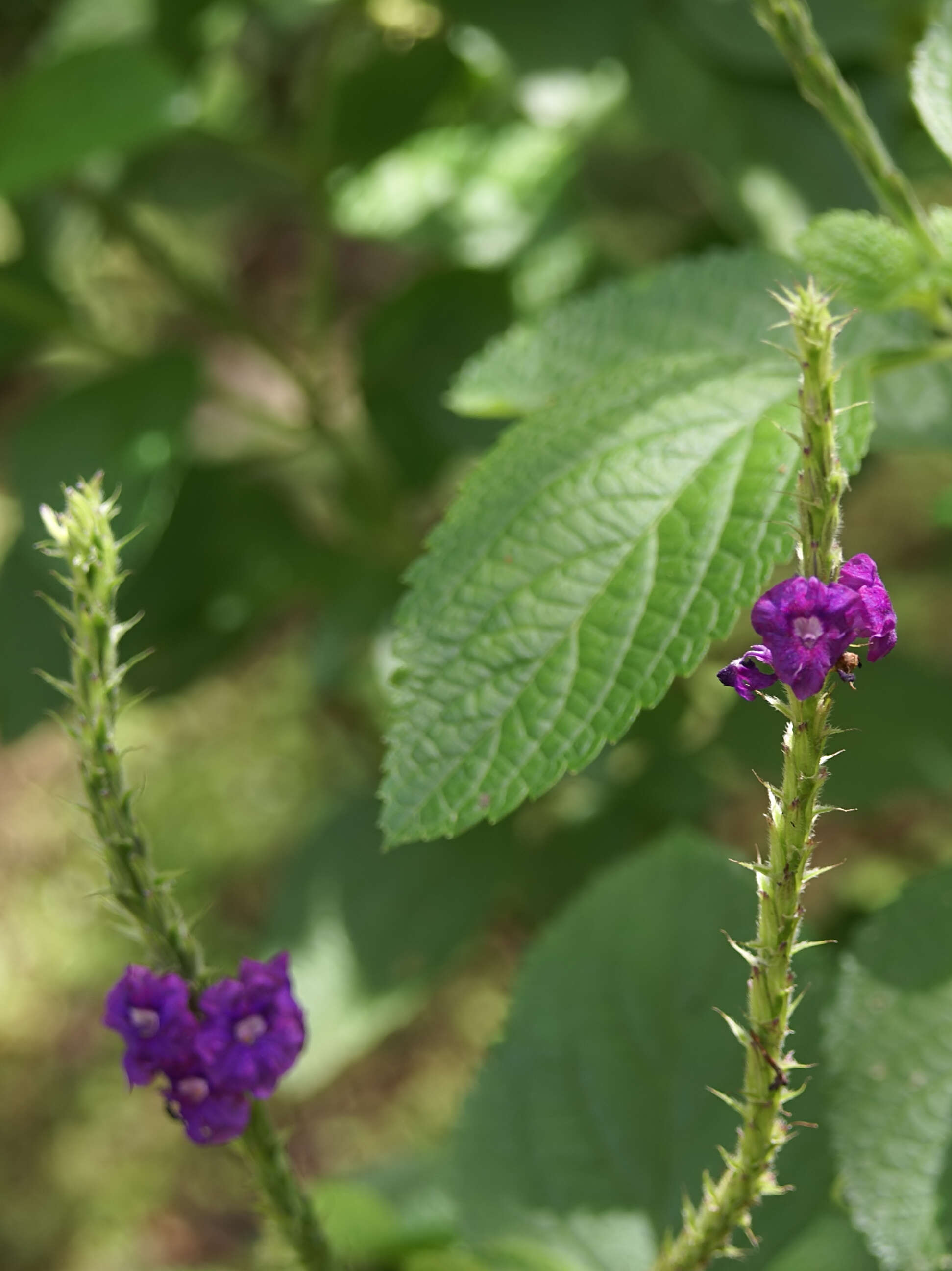 Image of light-blue snakeweed