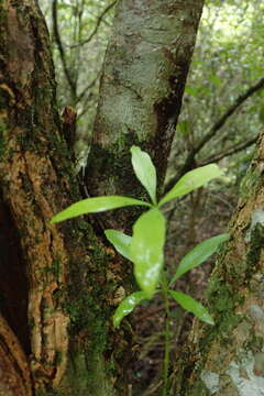 Image of Gonioma