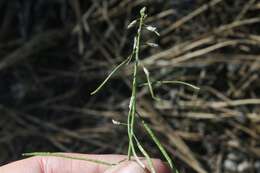 Image of Holboell's rockcress