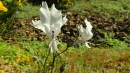 Imagem de Schizanthus candidus Lindl.