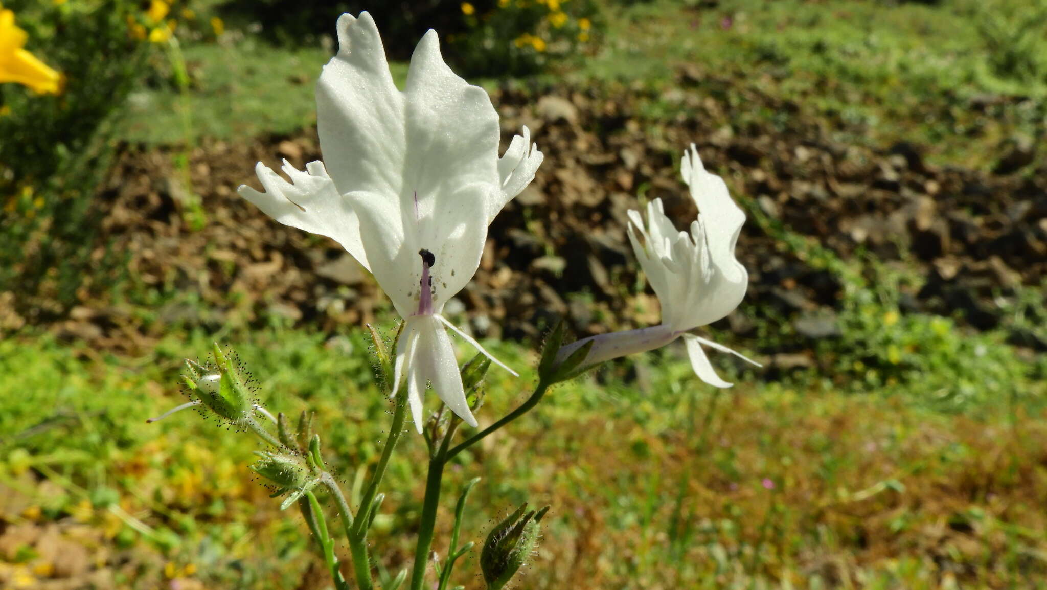 Imagem de Schizanthus candidus Lindl.