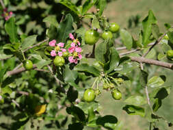 Imagem de Malpighia glabra L.