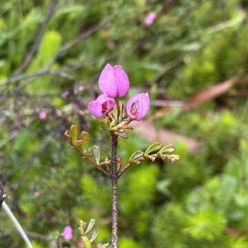 Image of small-leaved boronia