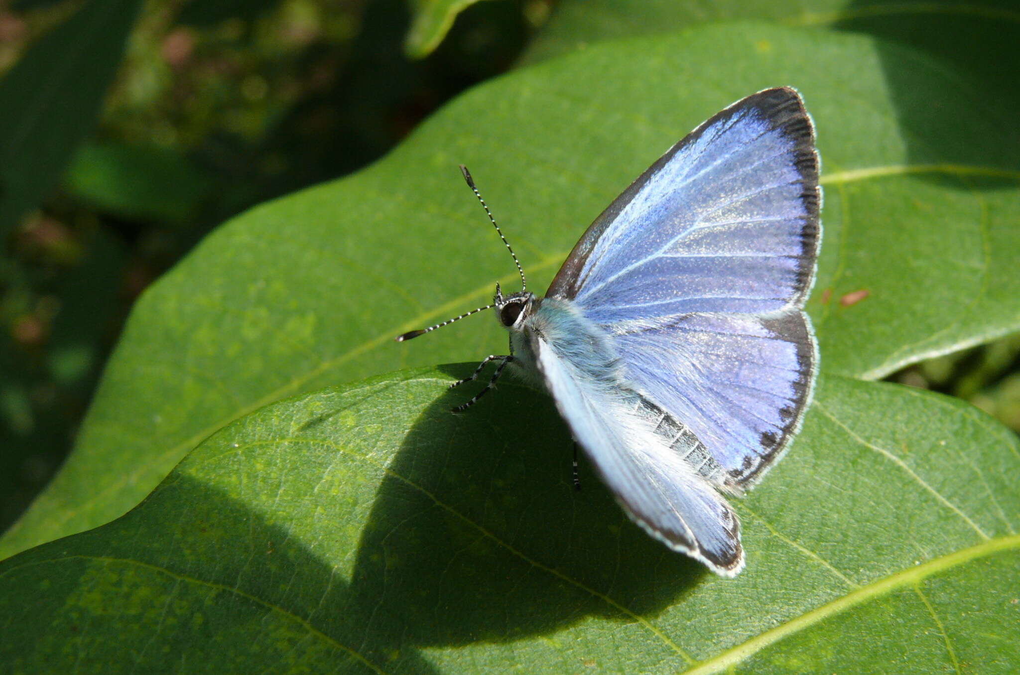 Image of Acytolepis puspa myla (Fruhstorfer 1909)