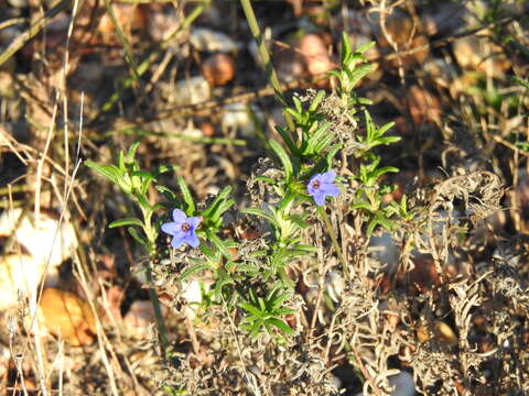 Glandora prostrata subsp. lusitanica (Samp.) D. C. Thomas的圖片