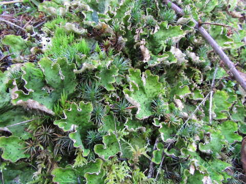 Image of British felt lichen