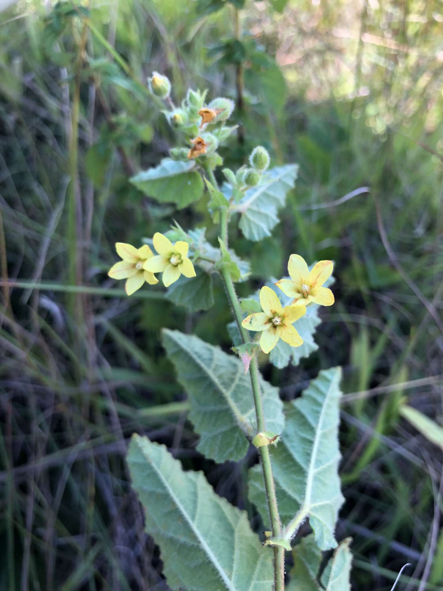 Hermannia grandifolia N. E. Br.的圖片