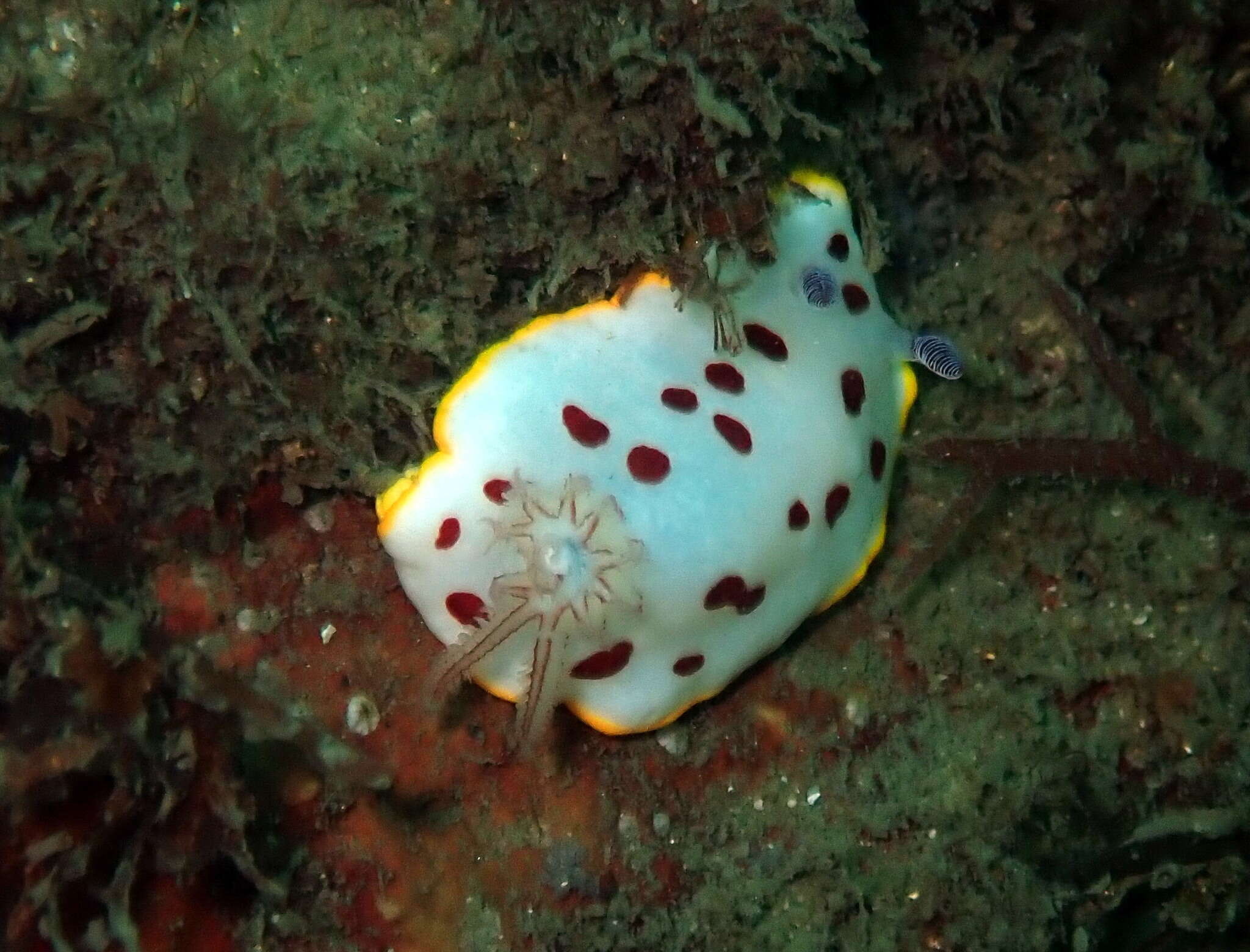 Image de Goniobranchus splendidus (Angas 1864)