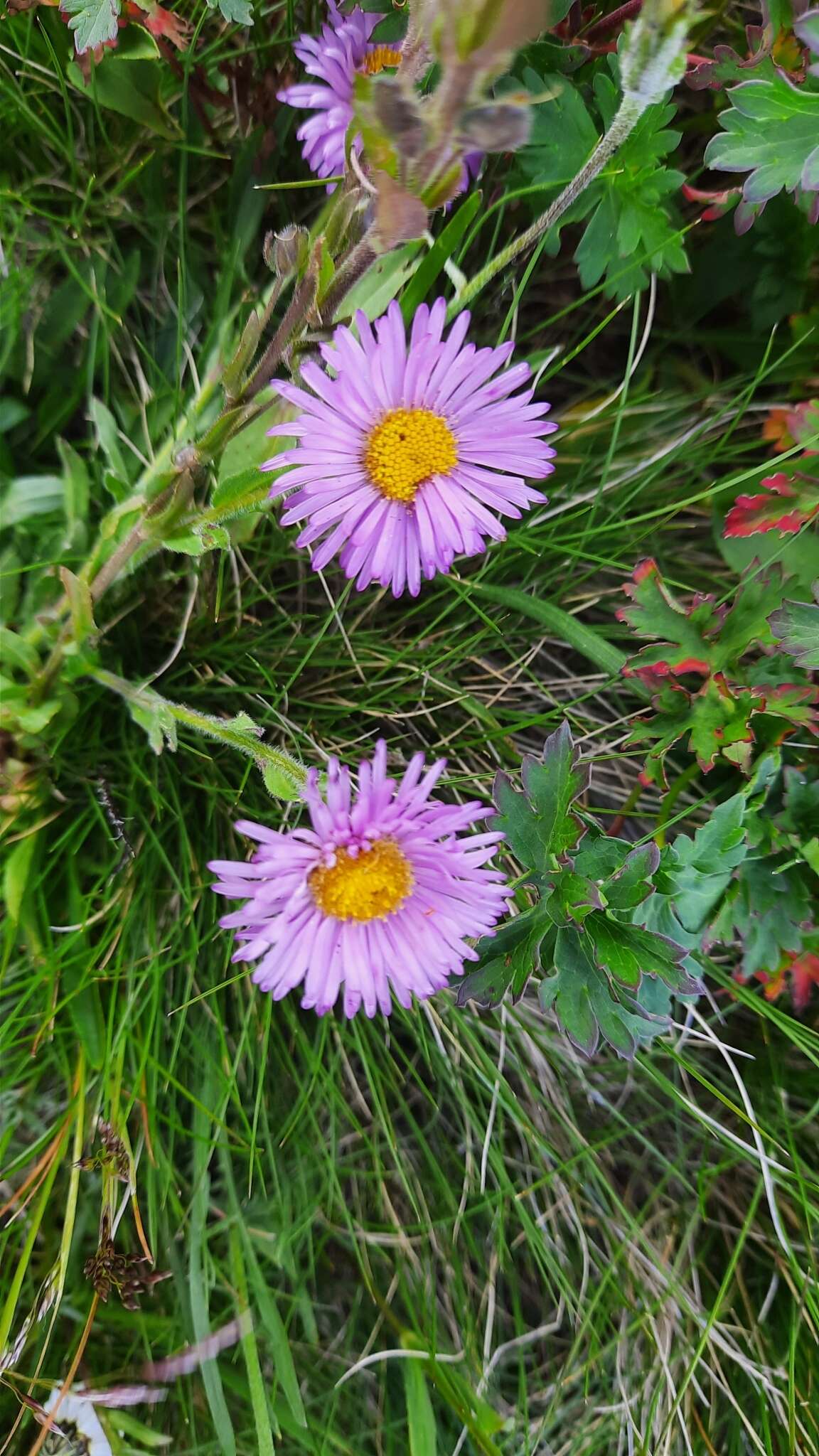 Image de Erigeron caucasicus subsp. venustus (Botsch.) Grierson